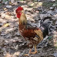 مرغ خروس و اردک اسرائیلی|حیوانات مزرعه|رشت, شالکو|دیوار