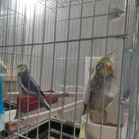عروس هلندی نر و ماده