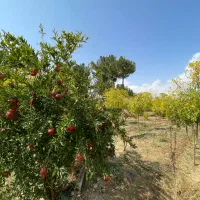 فروش باغ ۱۰۰۰ متری با موقعیت عالی|فروش زمین و ملک کلنگی|خوسف, |دیوار