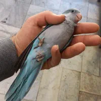 طوطی راهب|پرنده|اصفهان, هفتون|دیوار