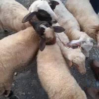 فروش بره نروماده|حیوانات مزرعه|شاندرمن, |دیوار