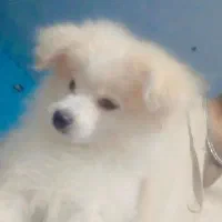 سگ باهوش اشپیز بامرین|سگ|بندرعباس, |دیوار