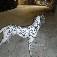 سگ دالمیشن