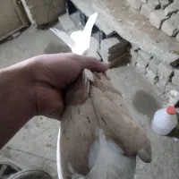 کبوترفروشی