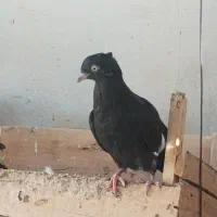 تعدادی کبوتر فروشی|پرنده|بندر گناوه, |دیوار