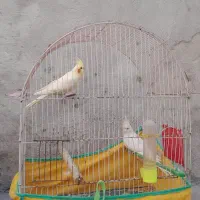 طوطی عروس|پرنده|اردبیل, |دیوار