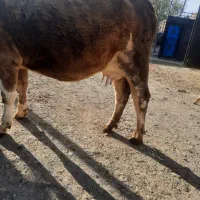 گاو شیری دو دندان