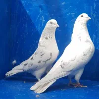 کفتر پرشی تهرانی یجایی غریب