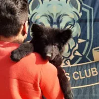 بلک ژرمن شپهرد پلیسی نر و ماده 65روزه اورجینال|سگ|تهران, سازمان آب|دیوار