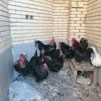 سلام تعدادی کبوتر وتعداد مرغ وخوروس محلی به فروش