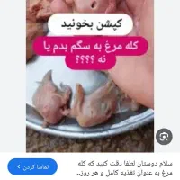 خوراک ۲۰