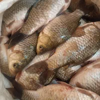 ماهی زنده سیم کپور|ماهی|اشنویه, |دیوار