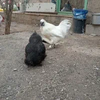 مرغ وخروس ابریشمی