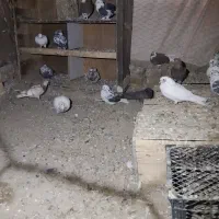 کبوتر|پرنده|گلپایگان, |دیوار