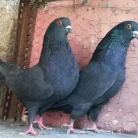 کبوتریک جفت زاغ سیاه کاشونی پرشی میل بازیکن سوقدیم