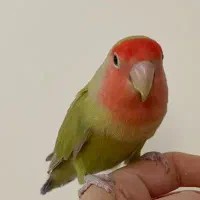 فروش طوطی دستی سخنگو نر|پرنده|دزفول, |دیوار