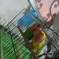 یک جفت کوتوله مولد کار داده