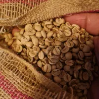 فروش عمده و خرده دان رست شده قهوه