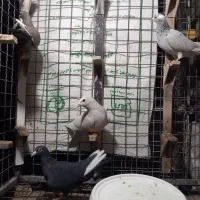 قره شهری|پرنده|شیراز, شهرک قمشه|دیوار