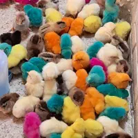 جوجه کاکلی،بوقلمون،اردک،شاخدار،بومی بلدرچین|حیوانات مزرعه|کاشان, کارگر|دیوار