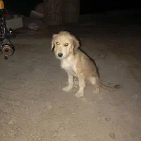 سگ پیدا کردم