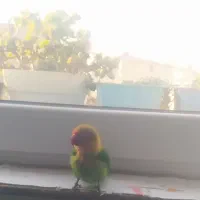 فروش یک عدد طوطی برزیلی|پرنده|لاهیجان, رجایی|دیوار