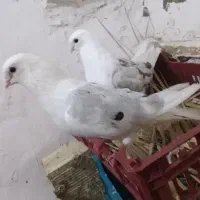 کبوتردوکت‌