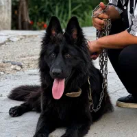 سگ ژرمن بلک ماده ۱۴ ماهه