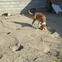 سگ افقانی ۲ساله معاوضه با سگ