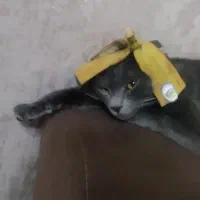 گربه راشن بلو