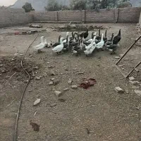 غاز|حیوانات مزرعه|زاهدان, |دیوار