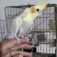 عروس هلندی(جوجه)|پرنده|ساوه, |دیوار