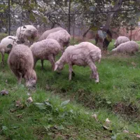 فروش گوسفند نر وماده|حیوانات مزرعه|تالش, جوکندان|دیوار