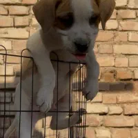 سگ بولی پیتبول پیت بول بولی XL و کلاسیک|سگ|مرودشت, بیست متری بیمارستان|دیوار