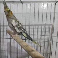 عروس هلندی ماده