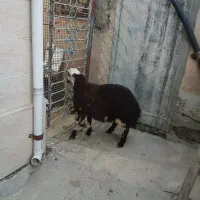 ۱ راس بره نر بی گوش