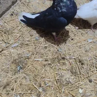 نر زاغ دوم سفید