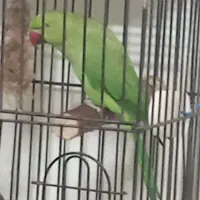 طوطی گمشده