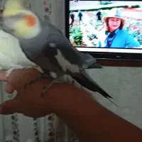 عروس هلندی مولد