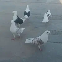 کبوتر دوبال پشتدار|پرنده|مینودشت, |دیوار