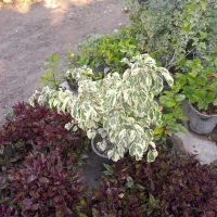 انواع گل آپارتمانی زیر قیمت بازار تحویل درب منزل