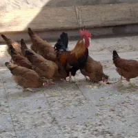 مرغ محلی تخم گذار
