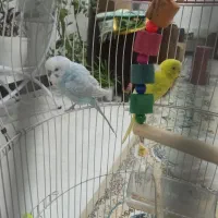 مرغ عشق|پرنده|سیرجان, |دیوار