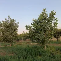 باغ گردو ومیوه مخلوط سندار|فروش زمین و ملک کلنگی|شاهین دژ, |دیوار