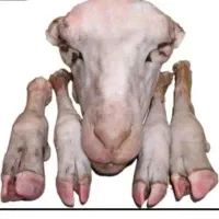 تمیز کردن کله پاچه با آب جوش کاملاً بهداشتی