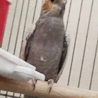 عروس هندی ماده سالم آماده جفت گیری