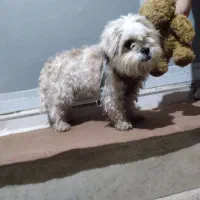 سگ پشمالو ماده|سگ|خرم‌آباد, |دیوار