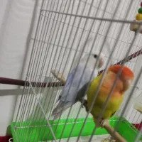 طوطی برزیلی|پرنده|صالح آباد, |دیوار