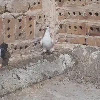 ساده هفترنگ نر|پرنده|تایباد, |دیوار