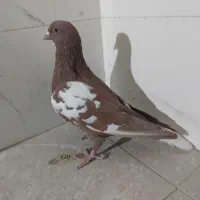 جوانه  نرافغانی دمسفید